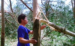 Nông dân trắng tay sau siêu bão