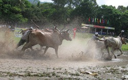 Kỳ thú đua bò Bảy Núi