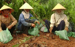 Hỗ trợ nông dân học nghề ở Thanh Hóa: Nhiều tâm lý đáng ngại
