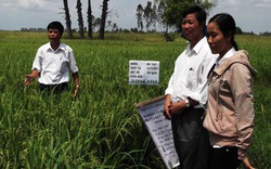 Sản xuất lúa đạt hiệu quả cao trên vùng đất phèn