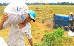 Tái cơ cấu nông nghiệp: Tránh phong trào, không thực chất