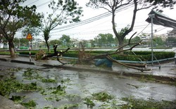 Cập nhật tin bão: Gió lớn quật ngã hàng loạt cây xanh, sóng biển dữ dội