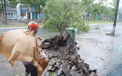 Từ tâm bão Quảng Nam: Nhà bật tung mái, cây rạp trên đường