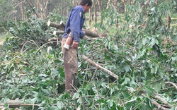 Bão Nari khiến hàng trăm hecta &#34;vàng trắng&#34; tiêu tan