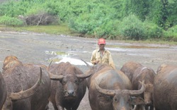 Người Xtiêng  nuôi trâu hàng hóa