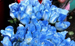 Hoa hồng xanh dương - quà lạ cho 20.10