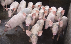 Quảng Ngãi: Cấp lợn giống cho người nghèo
