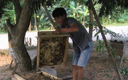 Tìm đầu ra cho mật ong Tiên Yên