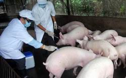 Cấp hóa chất cho Cao Bằng chống dịch bệnh ở lợn
