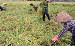 Thái Bình: Năng suất lúa mùa đạt 59,3 tạ/ha