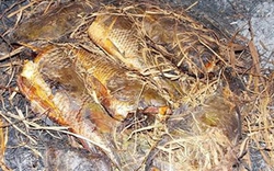 Cá nướng rơm mùa gặt Ninh Bình