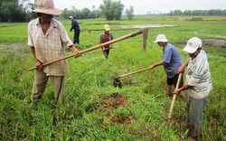 Bình Định: Diệt chuột bảo vệ vụ đông xuân 2013- 2014