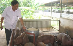 Doanh nhân làm giàu từ “ Con heo vàng”