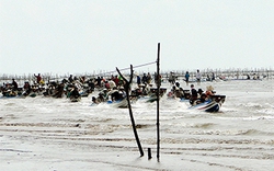Bình Định: Hơn 1.200 hộ dân tận diệt thủy sản