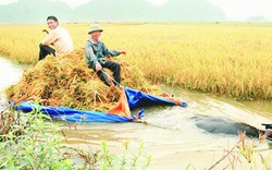 Thuyền trâu kéo