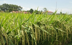 Thái Bình: Vụ mùa bội thu với giống lúa BC 15