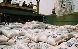 Xuất khẩu gạo:  Thị trường truyền thống   ế ẩm