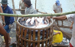 Vỡ mộng cá tra: Đã bị nợ còn bị chiếm dụng vốn