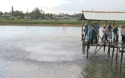 Đồng Tháp: Thí điểm liên kết sản xuất, tiêu thụ nhãn và cá điêu hồng