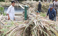 Long An: Giá mía thấp, nông dân lỗ nặng