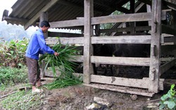 Bắc Kạn: Lập 29 nhóm sở thích trồng cỏ chăn nuôi