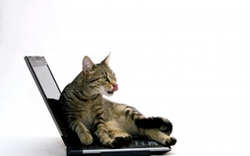 Dell thừa nhận máy tính bốc mùi… nước tiểu mèo