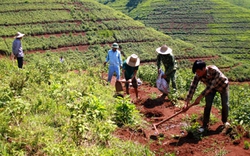 Tây Bắc có trên 50.100ha cao su