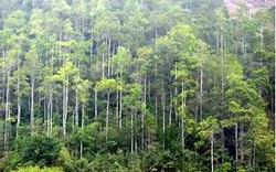 Quảng Ninh: Trồng rừng tập trung đã vượt kế hoạch
