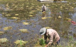 Đồng Tháp: Bảo hiểm cây lúa đạt kết quả khả quan