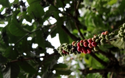Xuất khẩu cà phê ước đạt 1,09 triệu tấn