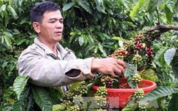 Dư nợ cho vay tam nông tăng 14,3%