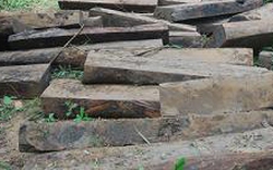 Lâm Đồng: Bị phạt 75 triệu đồng vì khai thác gỗ trái phép