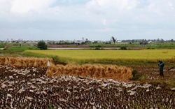 Mùa chăn “vịt chạy đồng”