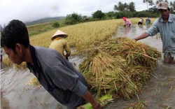 Mò lúa chạy bão