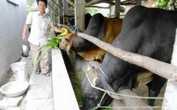 Bình Định: Xây dựng thương hiệu đàn bò thịt chất lượng cao