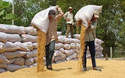 Lâm Đồng: 2.000 tấn gạo Cát Tiên ra thị trường