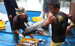 Xuất khẩu cá ngừ khó đạt chỉ tiêu