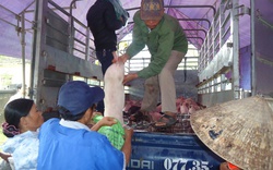 Hà Tĩnh: Bàn giao lợn giống cho 31 hộ nghèo 
