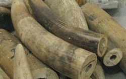 Nghệ An: Trộm ngà voi, 3 nhân viên chi cục thi hành án bị khởi tố