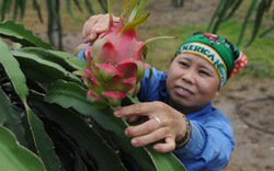 Trung Quốc trồng thành công 20.000ha thanh long: Thanh long Việt hết độc tôn