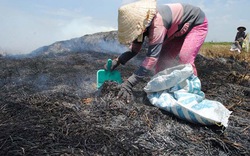 Phiên chợ tro và &#34;nghề lem luốc&#34;