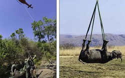 Giải cứu tê giác đen quý hiếm bằng trực thăng cực độc