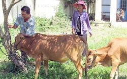 Ninh Thuận: Hỗ trợ đồng bào Chăm nuôi bò thịt