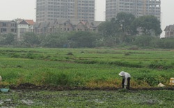 Xung quanh vấn đề “nông dân bỏ ruộng”: Ngóng đợi điều chỉnh chính sách