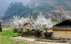 Sắc xuân trên Cao nguyên đá