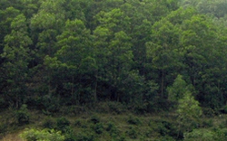 Lâm Đồng trồng mới thay thế 130ha rừng