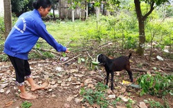 Thanh Hóa: Khổ vì đàn dê dự án