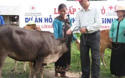 Lâm Đồng: 80 tỷ đồng phát triển “ngân hàng bò”