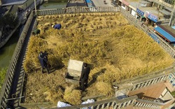 Kỳ lạ: Nông dân biến mái nhà cao tầng thành ruộng lúa