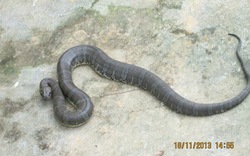 Bắt rắn lạ có dấu mũi tên trên đầu ở Quảng Nam